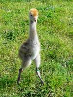 Shadow on 12th June 2012 Shadow on 12th June 2012